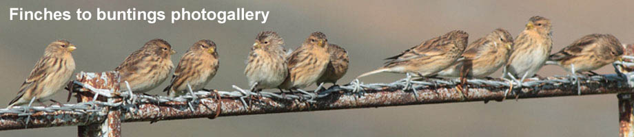 Finches to buntings of Outer Hebrides photogallery
